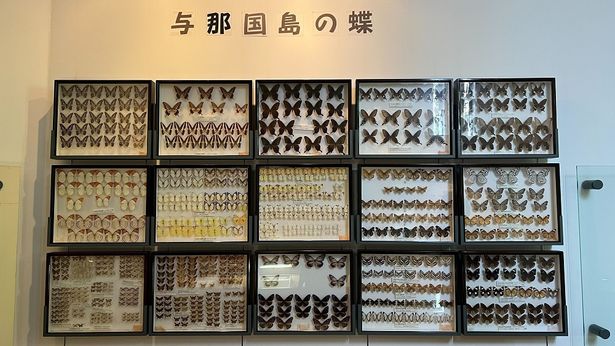 与那国の蝶類が展示されている