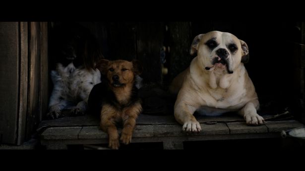 個性あふれる犬たちの競演も見どころとなる