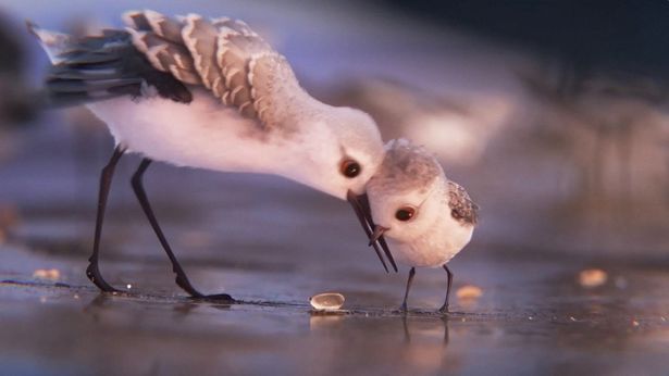 ひな鳥の成長を描いた『ひな鳥の冒険』はとにかくかわいらしい！