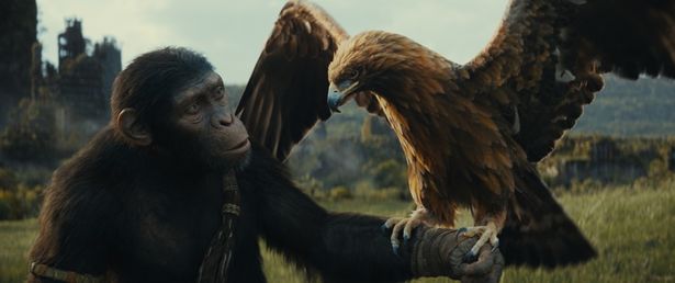 【写真を見る】“猿&人間“VS“猿“の衝突や、それぞれの思惑が絡み合う(『猿の惑星／キングダム』)