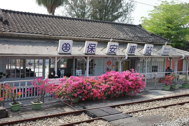 鮮やかなブーゲンビリアの花が咲いている