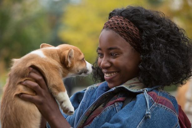 コーギー犬のティノに生まれ変わり、女子大生マヤに寄り添う