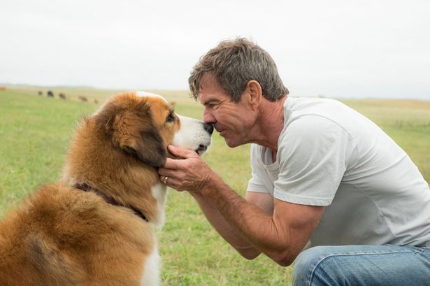ミックス犬のバディとして、イーサンと運命の再会を果たす