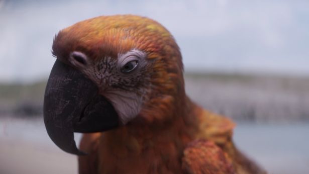 地球を周回して生きものの“終わり”を告げる鳥デス