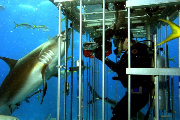 2000年代のサメ映画ブームを牽引した「オープン・ウォーター」シリーズ