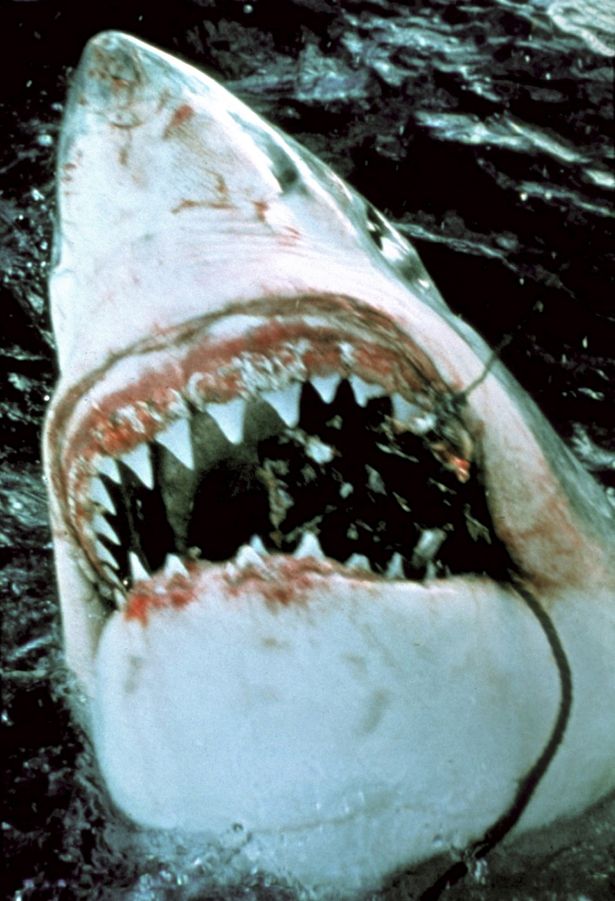 【写真を見る】あなたのお宅も血の海に！50周年の『ジョーズ』アイテムが続々と襲来