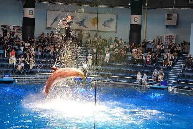 スペシャルコラボドルフィンパフォーマンスの様子