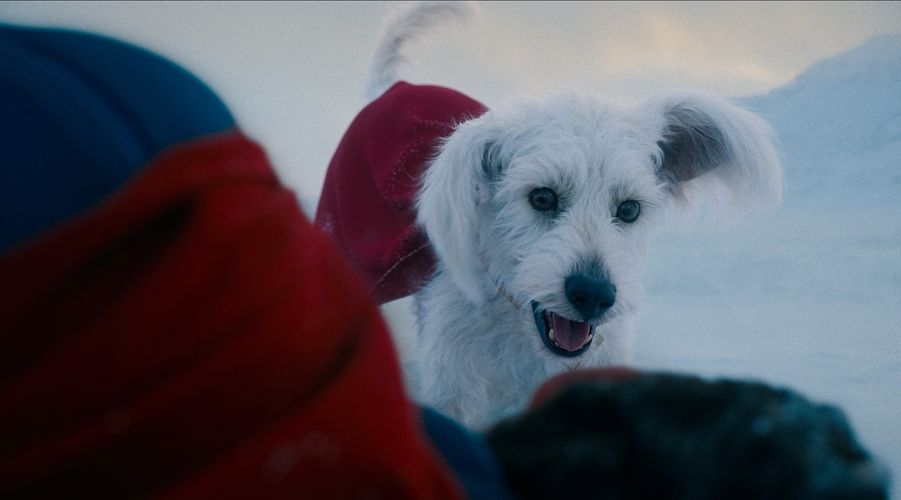“スーパードッグ”クリプトのモデルは、ジェームズ・ガン監督の愛犬!?「もしスーパーパワーを持っていたら…」