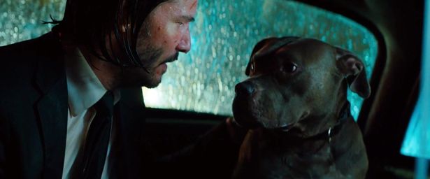 ジョン・ウィックの相棒といえば、犬！(『ジョン・ウィック：パラベラム』)