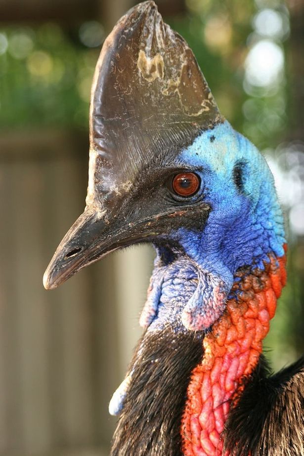 久留米市鳥類センターのヒクイドリが宣伝隊鳥に就任