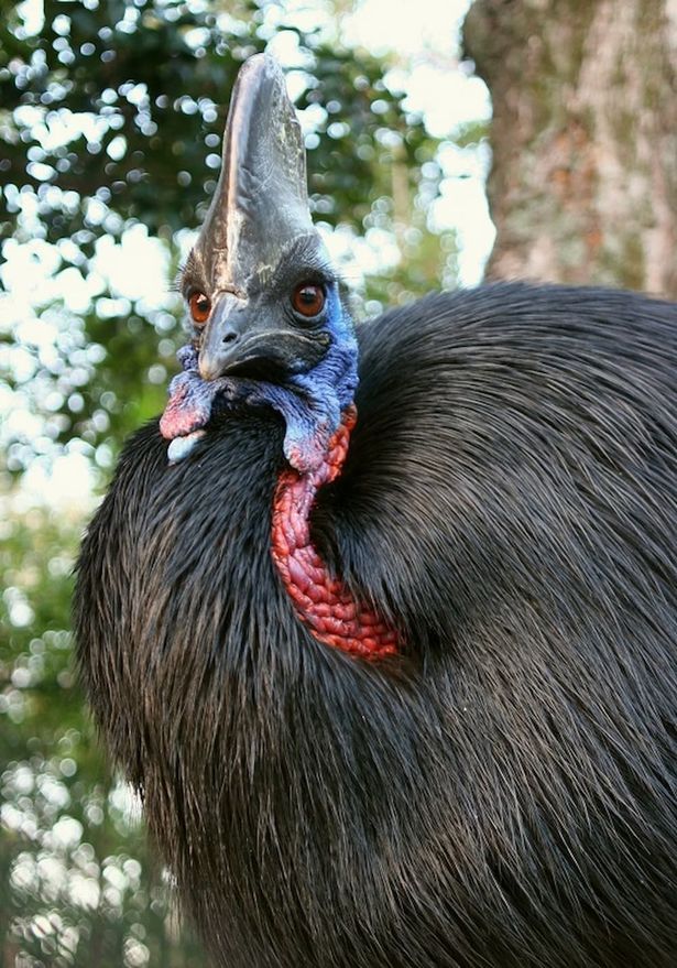 動物園・久留米市鳥類センターとまさかのコラボが実現