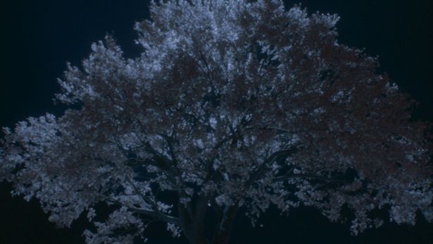 約束の桜の木(『秒速5センチメートル』)