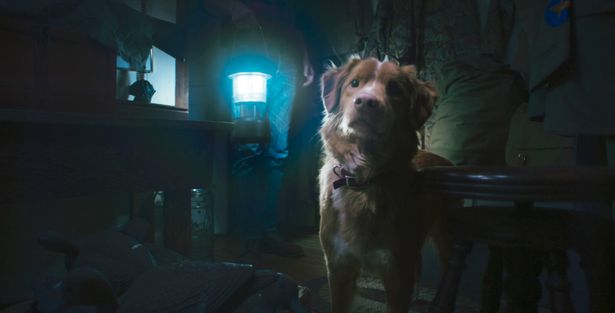 【写真を見る】全編犬視点？飼い主のために“なにか”に立ち向かう犬を描く異色ホラーも