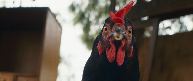 世界108の国と地域、1970本の応募のなかから選ばれた、個性豊かなラインナップはどれも観逃せない