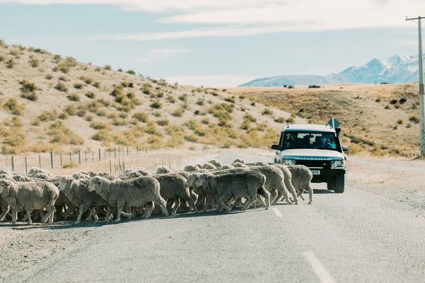人口よりも羊が多いと言われているニュージーランドでのロケが敢行された