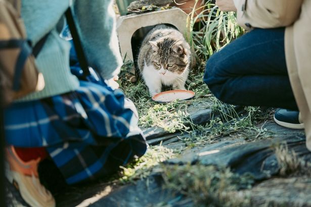 恵＝涼と亜子がお世話している野良猫