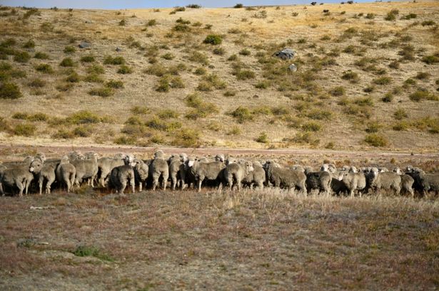 群れをなす羊たち
