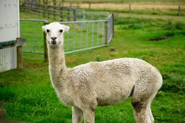 アルパカのワンショット