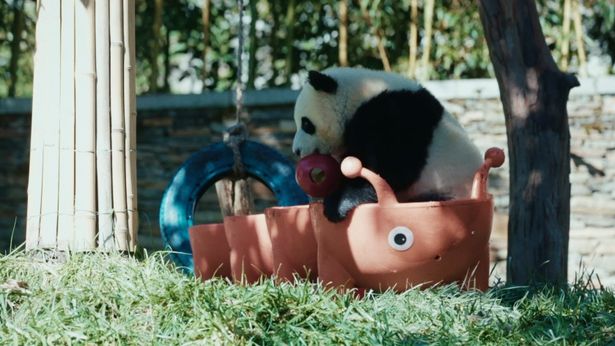 おもちゃに囲まれ楽しく遊ぶ子どもパンダ