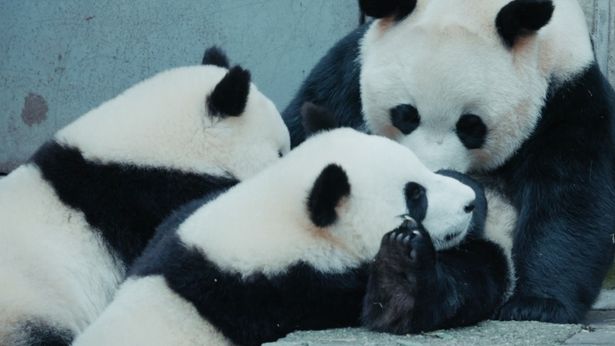 お母さんに甘える子どもたち