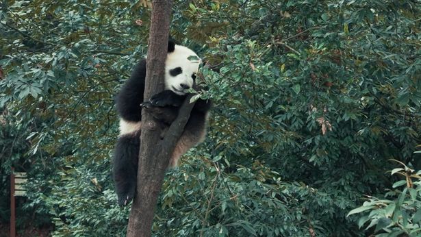 お母さんに教わりながら木の登り方を覚えていく