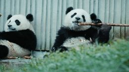 かじることで歯の生え変わりを助ける