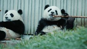 かじることで歯の生え変わりを助ける