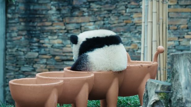 ご飯を取られてしまい悲しそうな後ろ姿