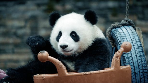 シエンシエンの第二子は好奇心いっぱい！