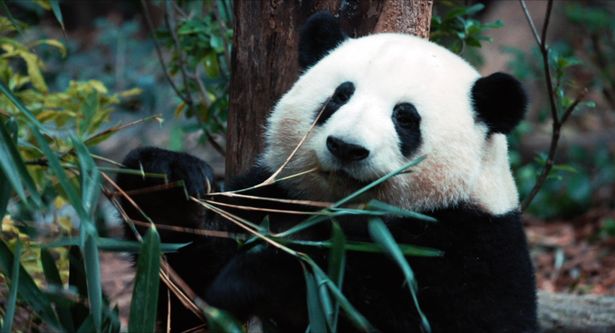 パンダたちは食べるのが大好き！笹を求めて大移動することも