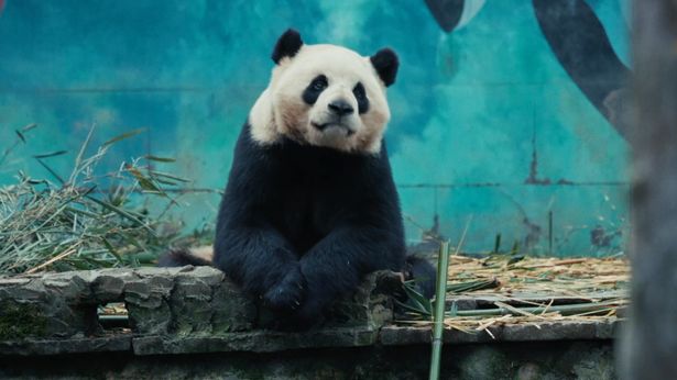 パンダはみんなの人気者