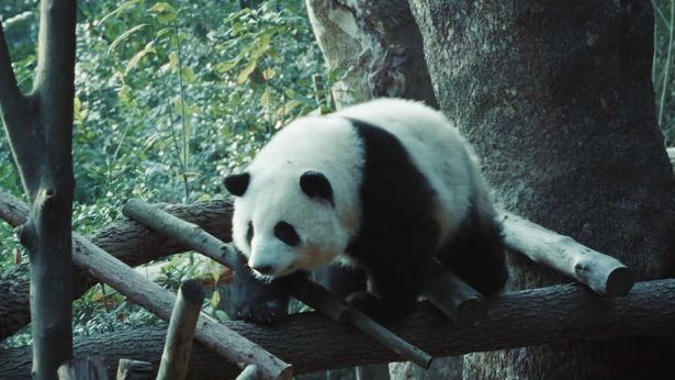もふもふのパンダの誕生から老後までを収めた『パンダのすごい世界』