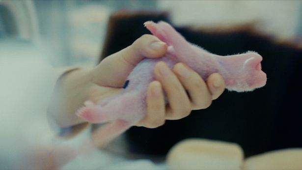 わずか生後2日！生まれたばかりの赤ちゃんパンダ