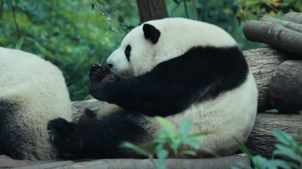 人気者ファーファーに会うため世界各国から人々がやって来る