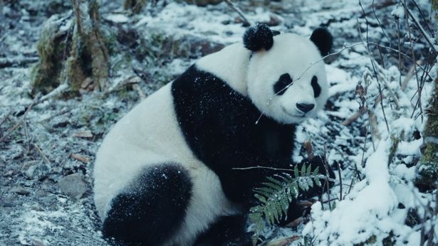飼育員と共に自然に戻る準備をするパンダたち