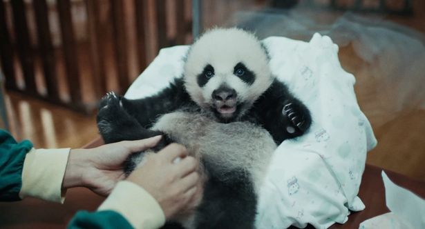真っ黒な口周りが特徴的な赤ちゃんパンダ