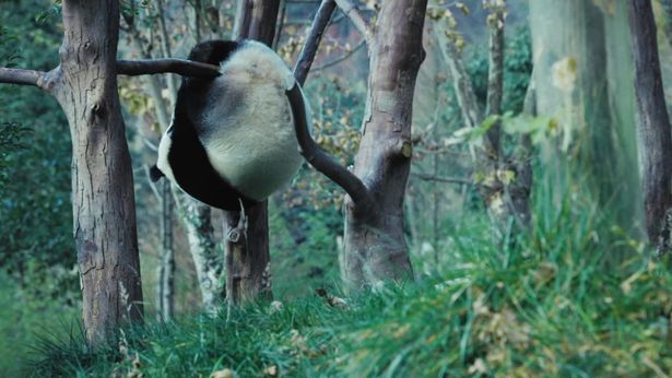 絶滅の危機にあったパンダだったが、近年回復傾向にある