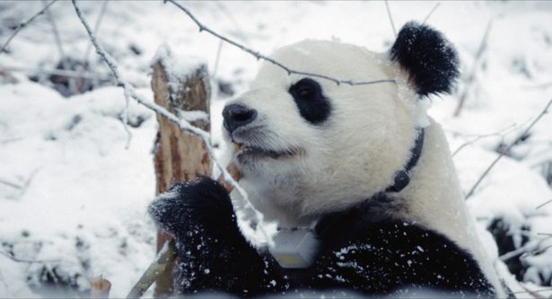 雪景色が似合うと飼育員に褒められるシエンシエン