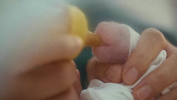 保育施設で人工飼育される赤ちゃんパンダ