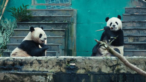 保護研究センターの雅安基地で暮らす仲良し双子パンダ