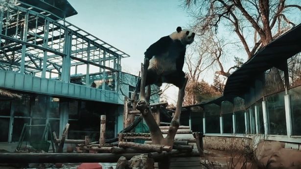 木の上に勇ましく立つパンダ