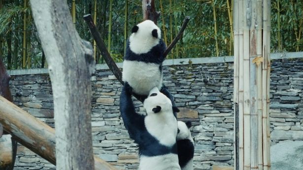 木登り練習中のパンダ