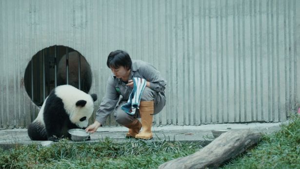 遊びたくて飼育員に甘える子パンダ