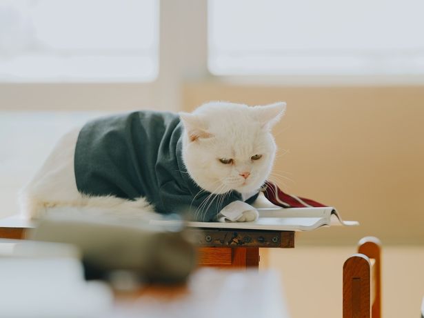 俳優猫の⼤福が家族と一緒に⾼校⽣活を送る猫ゴメスを演じる