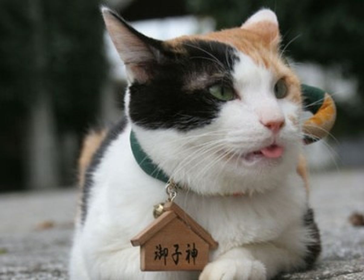 出生率は数万分の1!? 超希少な三毛猫の秘蔵写真を大公開！｜最新の映画