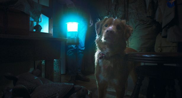 犬視点でドラマが展開される異色ホラー『GOOD BOY／グッド・ボーイ』が1位