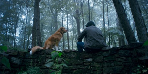 【写真を見る】飼い主を守ろうとする犬の奮闘に心揺さぶられる『GOOD BOY／グッド・ボーイ』