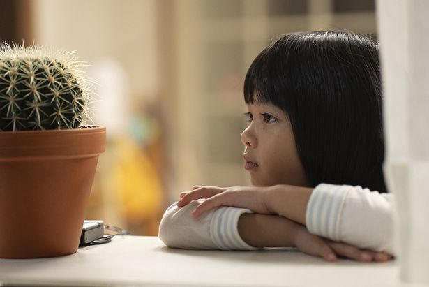 サボテンの花が咲くのを楽しみにしている朝子