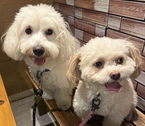 井上裕介の愛犬、“ぼん”'(右)と“ちょこ”(左)