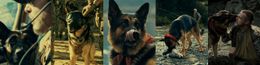 ブラッド・ピット主演映画『ハート・オブ・ビースト』で人間と愛犬の絆を熱く語る特別映像＆場面写真が解禁